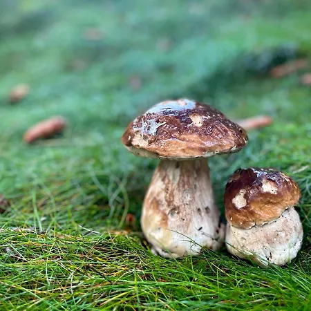 Horska Poustka * 贝内茨科