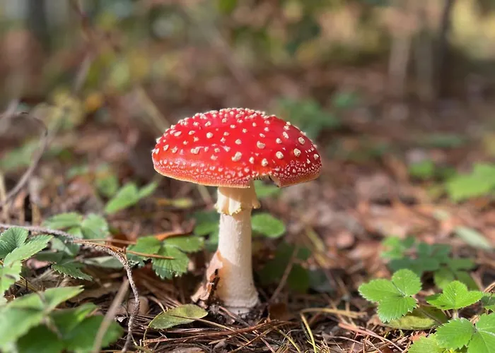 Semesterbostad Horska Poustka